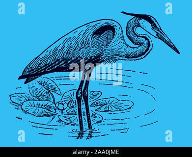 Great blue heron (ardea herodias) standing in a water body with water lilies on a blue background. Editable in layers Stock Vector