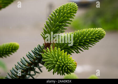 Detailed capture of new young shoots of Abies pinsapo (Spanish fir) Stock Photo