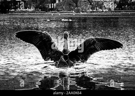 Black Swan spreading wings on waterfront of a lake. Digital art in black and white from original photo. Stock Photo