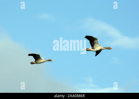 Fliegende Graugaense Stock Photo