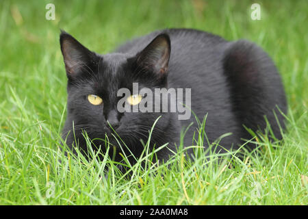 Schwarze Hauskatzen liegt im Gras Black Domestic Cat lie in the grass Felis silvestris catus Stock Photo