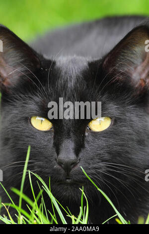 Schwarze Hauskatzen liegt im Gras Black Domestic Cat lie in the grass Felis silvestris catus Stock Photo