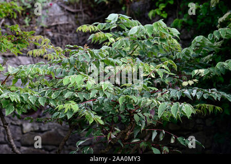 Aralia elata Silver Umbrella,Silver Umbrella Variegated Devil's Walking Stick,Chinese angelica tree,Japanese angelica tree,Korean angelica tree,leaves Stock Photo