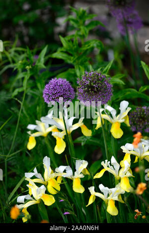 dutch iris Angel Wings,Iris x hollandica Angel Wings,yellow,white,flowers,allium purple sensation,spring, garden,gardens,RM Floral Stock Photo