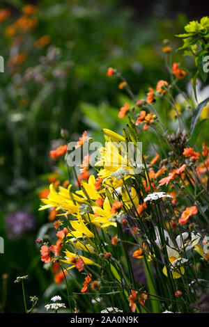 Geum Totally Tangerine,Hemerocallis lilioasphodelus,Yellow Daylily,Lemon Daylily,orange flowers,yellow flower,spring,flower,flowers,garden,RM Floral Stock Photo