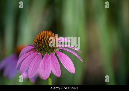 The echinacea plant is commonly called coneflowers and are both beautiful showy flowers and for folk medicine. Bokeh effect. Stock Photo