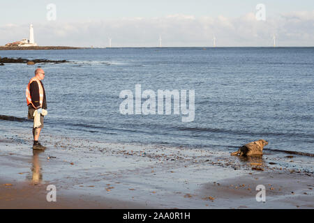 A Marine Mammal Medic shepherds a stranded young seal back into the sea at Whitley Bay, North East, England, UK Stock Photo