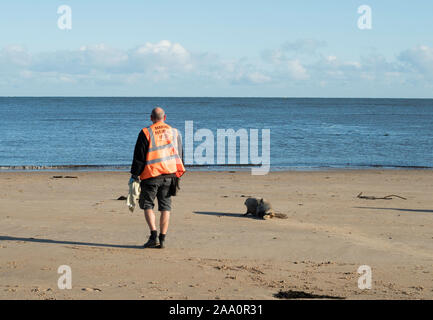 A Marine Mammal Medic shepherds a stranded young seal back into the sea at Whitley Bay, North East, England, UK Stock Photo