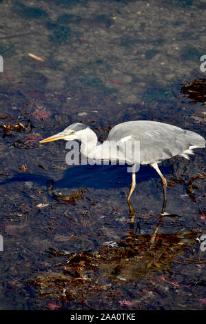 Magestic looking Grey Heron bird fishing in Aberaeron harbour at low tide. Stock Photo