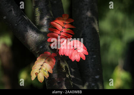 Rowan aka Mountain-ash (Sorbus aucuparia) leaves in autumn colors Stock Photo