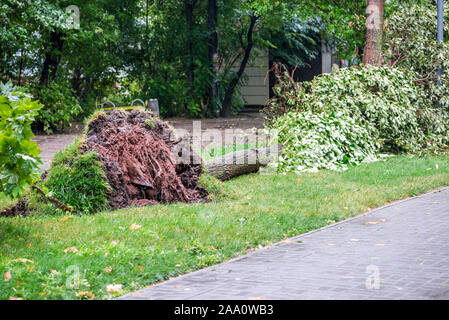 Storm damage. Fallen tree after a storm. Tornado storm damage causes a large mature tree to be broken and fell on the ground. Stock Photo