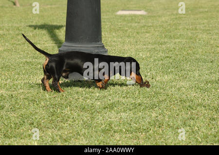 Kaninchen teckel black smooth  haired walking through the park smelling stool Stock Photo