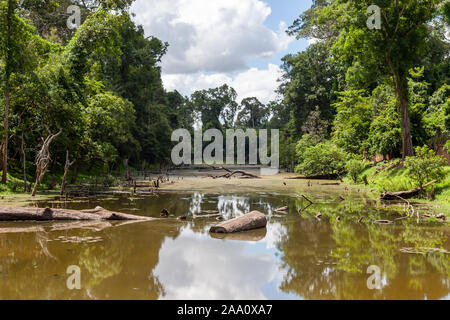 Logs lying in flooded swamps. NIce green colors along the river banks. The blue sky is reflecting in the surface. Some algae is already visible. Stock Photo