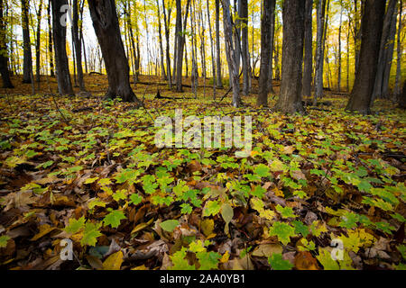 Young maple trees changing color in autumn forest Stock Photo