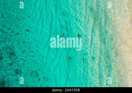 Aerial top down view of black tip sharks together in symbiosis with blue tuna swimming and hunting for a small fish in the early morning Stock Photo