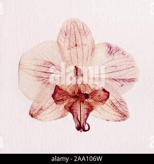 pink orchid dry delicate flowers and petals, pressed on white paper texture background Stock Photo