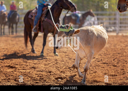 Calf being lassoed in a team calf roping event by cowboys at a country rodeo Stock Photo