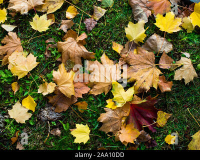 colored autumnal leaves fallen on the grass - autumn background Stock Photo