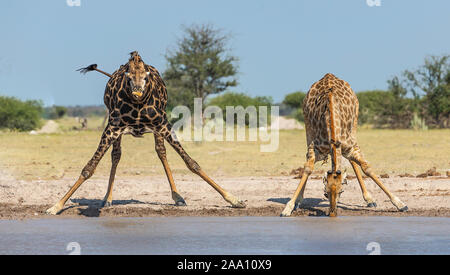 Two Giraffes (Giraffa camelopardalis) drinking at a water hole Stock Photo