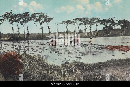 Illustrated postcard of two farmers plowing a rice field, with plows being pulled by two water buffaloes, near Manila, Luzon Island, the Philippines, published by Philippine Education Co, 1905. From the New York Public Library. () Stock Photo