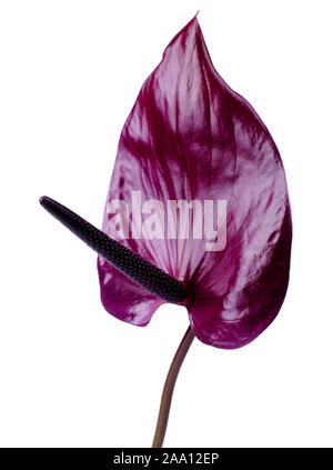 Beautiful pair of purple and pink Anthurium flowers. Trendy minimalistic background. Stock Photo