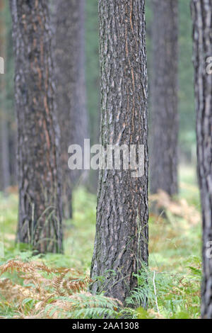 Kiefernstämme im Wald mit Farnen am Boden / Pine trunks in the forest with fern plants on the ground Stock Photo