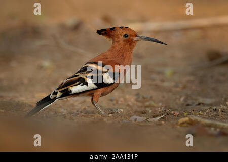 African hoopoe - Upupa africana  species of hoopoe family Upupidae, previously considered as a subspecies (Upupa epops africana), big crest and darker Stock Photo