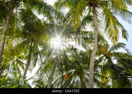 Sun rays penetrating through green palm tree leaves on the exotic beach Stock Photo