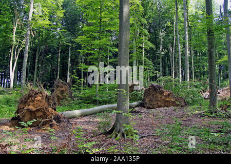 Umgefallene Buchen im Wald nach einem Sturm / Falling beech trees in the forest after a storm Stock Photo