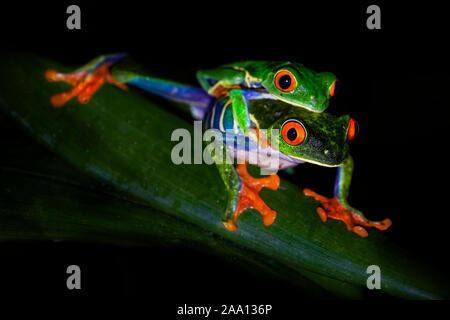 Red-eyed Tree Frog - Agalychnis callidryas arboreal hylid native to Neotropical rainforests from Mexico, Central America to Colombia, two frogs mating