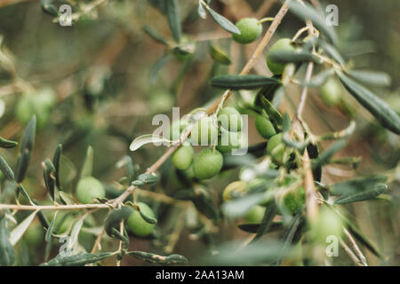 selective focus of green olives growing on tree Stock Photo