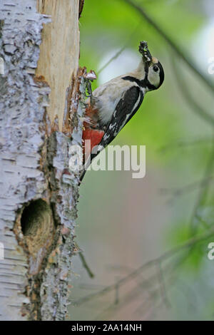 Buntspecht an seiner Spechthˆhle in einer Birke / Great spotted woodpecker on his nest tree (birch) with a tree cave
