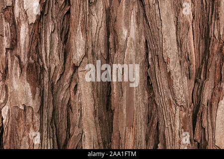 The textured bark of a young coastal redwood. Sequoia bark natural background. Close-up. Stock Photo