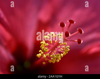 Close up of Red Hibiscus Flower Stigma and Stamen at the Botanical Garden in New Mexico. Stock Photo