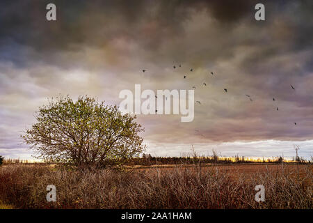 Birds flying south over farm fields in rural Prince Edward Island, Canada. Stock Photo