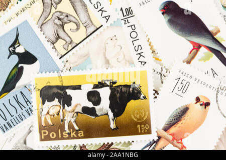 SEATTLE WASHINGTON - October 5, 2019: Scattered  stamps from Poland featuring animals, wild and domesticated. Stock Photo