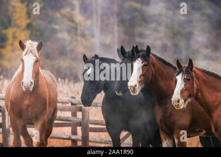 Ranch Horses out West Stock Photo