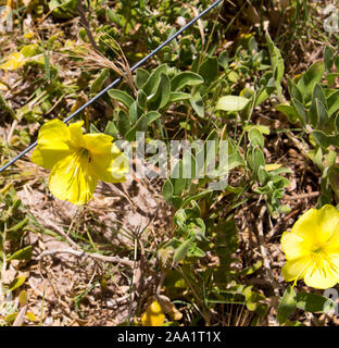 Bright Camissoniopsis cheiranthifolia (beach suncup or beach evening primrose) with saffron yellow flowers adds color to the sandy dunes on the beach. Stock Photo