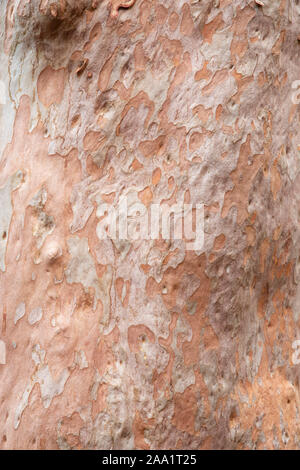 Bark patterns on an Angophora costata, a common woodland and forest tree of Eastern Australia. Closely related to eucalytpus, this species is also com Stock Photo