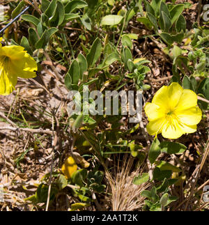 Bright Camissoniopsis cheiranthifolia (beach suncup or beach evening primrose) with saffron yellow flowers adds color to the sandy dunes on the beach. Stock Photo