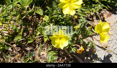 Bright Camissoniopsis cheiranthifolia (beach suncup or beach evening primrose) with saffron yellow flowers adds color to the sandy dunes on the beach. Stock Photo