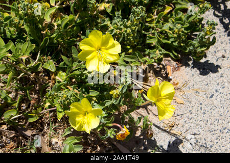 Bright Camissoniopsis cheiranthifolia (beach suncup or beach evening primrose) with saffron yellow flowers adds color to the sandy dunes on the beach. Stock Photo