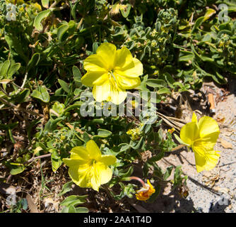 Bright Camissoniopsis cheiranthifolia (beach suncup or beach evening primrose) with saffron yellow flowers adds color to the sandy dunes on the beach. Stock Photo