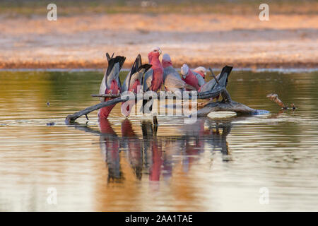 Flock of Galahs (Eolophus roseicapilla) drinking at a wetland in outback Australia Stock Photo