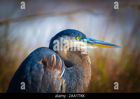 Great blue heron sitting on the beach at St. Andrews State Park. Close up, yellow eye, long beak.