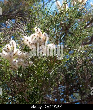 Fluffy white flowers of Australian Melaleuca linariifolia, snow-in-summer, narrow-leaved paperbark, or flax-leaved paperbark with dense broad dome. Stock Photo