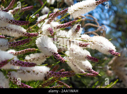 Fluffy white flowers of Australian Melaleuca linariifolia, snow-in-summer, narrow-leaved paperbark, or flax-leaved paperbark with dense broad dome. Stock Photo