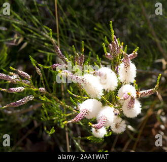 Fluffy white flowers of Australian Melaleuca linariifolia, snow-in-summer, narrow-leaved paperbark, or flax-leaved paperbark with dense broad dome. Stock Photo