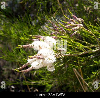 Fluffy white flowers of Australian Melaleuca linariifolia, snow-in-summer, narrow-leaved paperbark, or flax-leaved paperbark with dense broad dome. Stock Photo