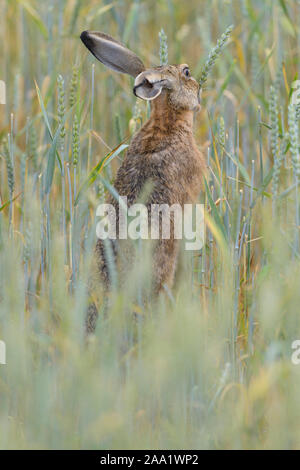 European brown hare, Lepus europaeus Stock Photo